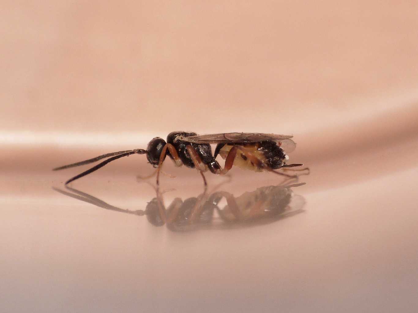 Predatori di farfalle